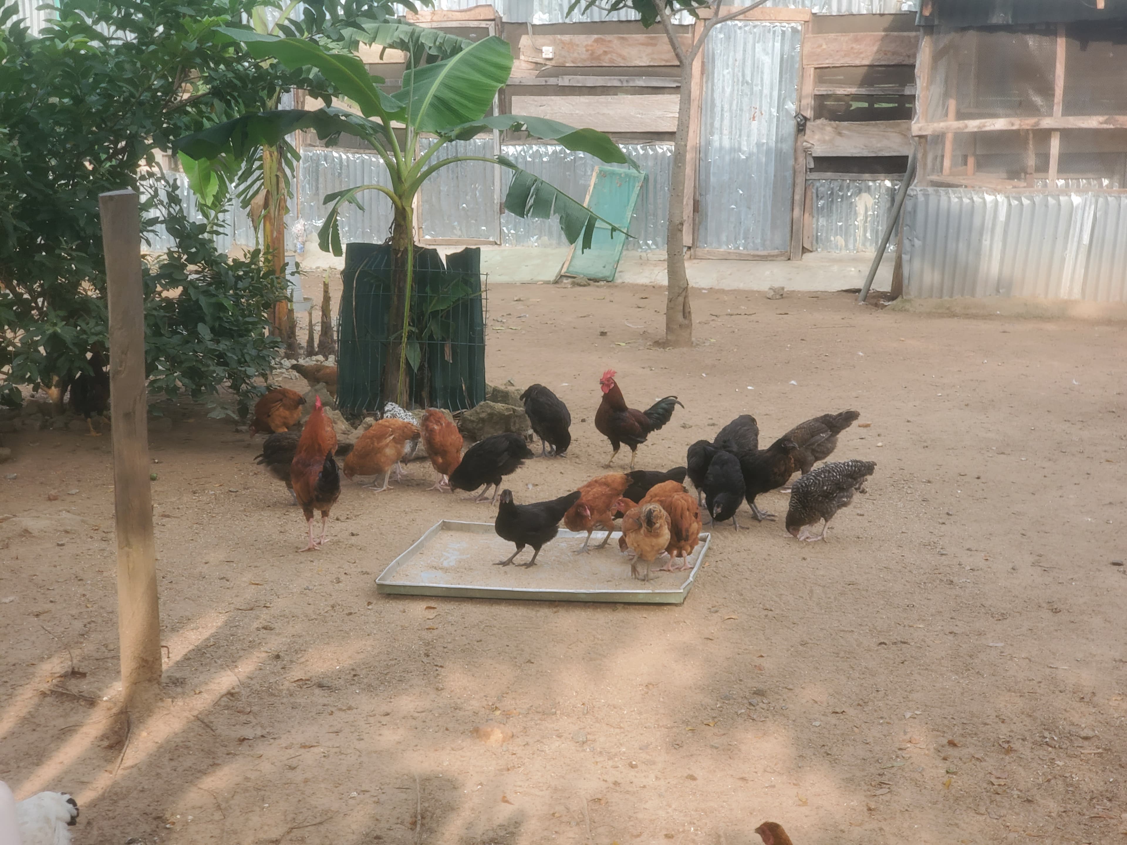 Poultry on Open Land