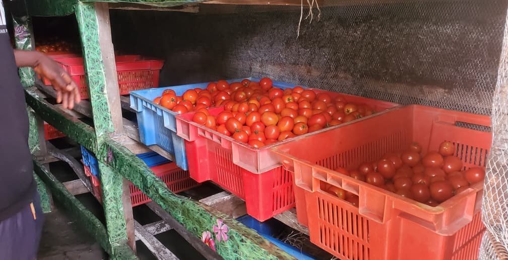 Fresh Tomato Harvest