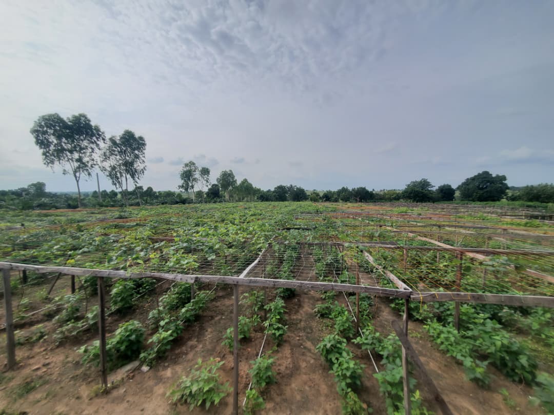 Straight From Our Fields to You